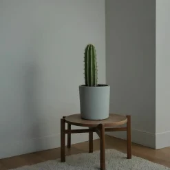 PLANT IN A BOX - Euphorbe ingens - euphorbia ingens - hauteur 40-50cm - ⌀18cm