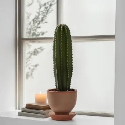 PLANT IN A BOX - Euphorbe ingens - euphorbia ingens - hauteur 40-50cm - ⌀18cm