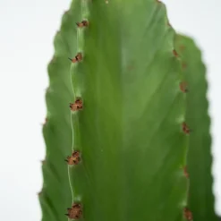 PLANT IN A BOX - Euphorbe ingens - euphorbia ingens - hauteur 40-50cm - ⌀18cm