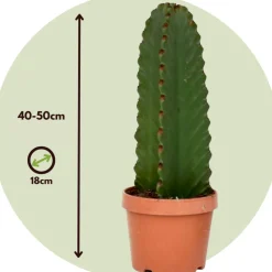 PLANT IN A BOX - Euphorbe ingens - euphorbia ingens - hauteur 40-50cm - ⌀18cm
