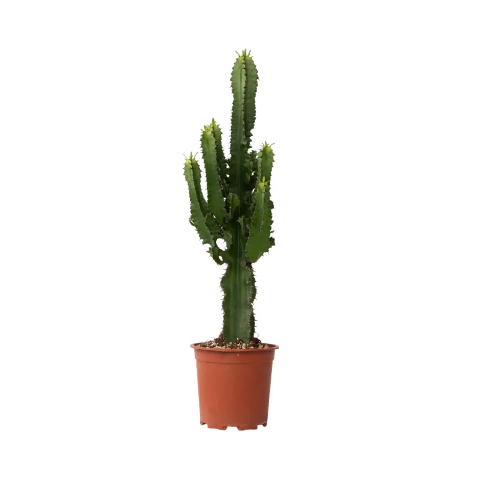 PLANT IN A BOX - Euphorbe ingens - euphorbia ingens - hauteur 50-60cm - ⌀17cm