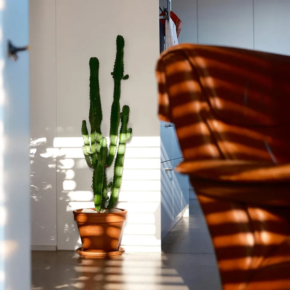 PLANT IN A BOX - Euphorbe ingens - euphorbia ingens - hauteur 50-60cm - ⌀17cm