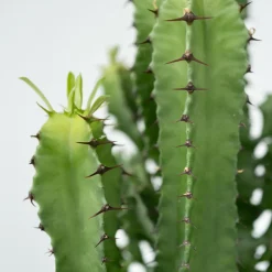 PLANT IN A BOX - Euphorbe ingens - euphorbia ingens - hauteur 50-60cm - ⌀17cm