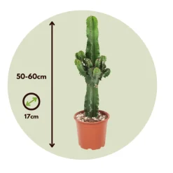 PLANT IN A BOX - Euphorbe ingens - euphorbia ingens - hauteur 50-60cm - ⌀17cm
