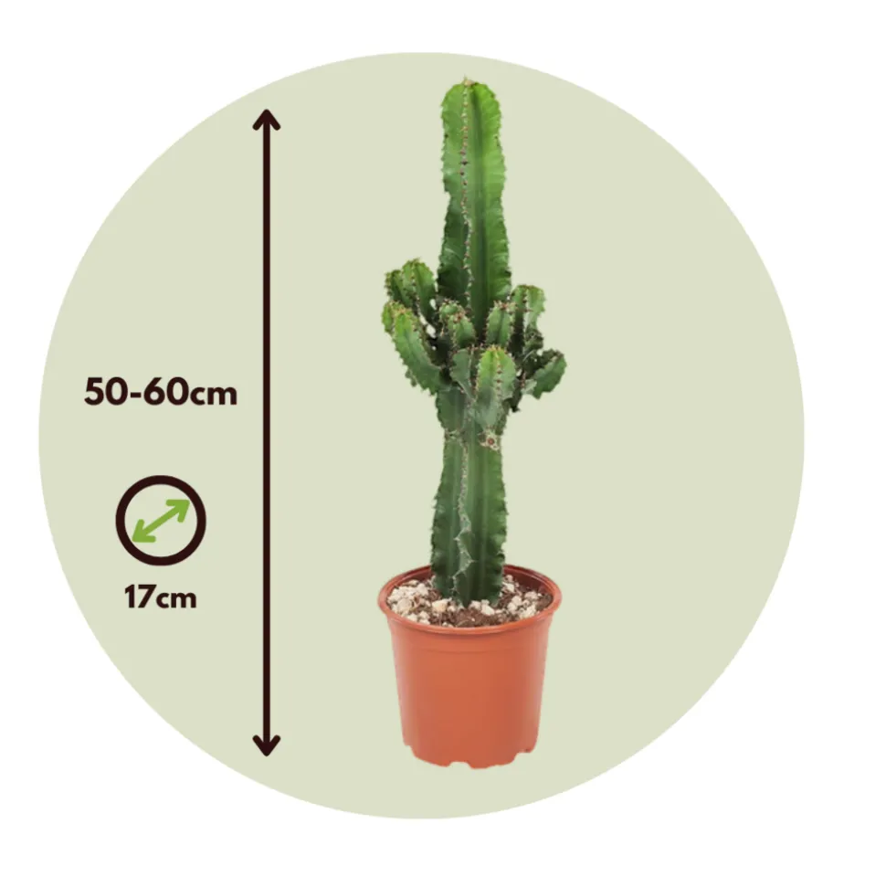 PLANT IN A BOX - Euphorbe ingens - euphorbia ingens - hauteur 50-60cm - ⌀17cm