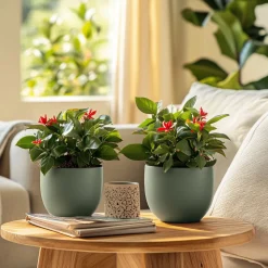 PLANT IN A BOX - Euphorbe de madagascar - set de 2 - euphorbia 'milii' - hauteur 25-35cm - ⌀13cm