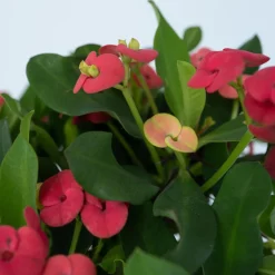 PLANT IN A BOX - Euphorbe de madagascar - set de 2 - euphorbia 'milii' - hauteur 25-35cm - ⌀13cm