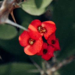 PLANT IN A BOX - Euphorbe de madagascar - set de 2 - euphorbia 'milii' - hauteur 25-35cm - ⌀13cm
