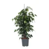 PLANT IN A BOX - Ficus pleureur - ficus benjamina 'danielle' - hauteur 100-110cm - ⌀21cm