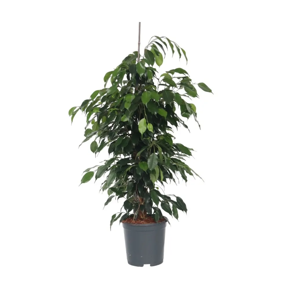PLANT IN A BOX - Ficus pleureur - ficus benjamina 'danielle' - hauteur 100-110cm - ⌀21cm