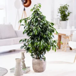 PLANT IN A BOX - Ficus pleureur - ficus benjamina 'danielle' - hauteur 100-110cm - ⌀21cm