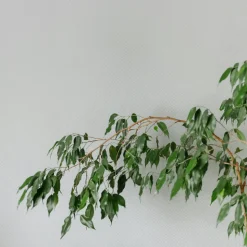PLANT IN A BOX - Ficus pleureur - ficus benjamina 'danielle' - hauteur 100-110cm - ⌀21cm