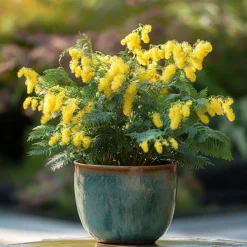 PLANT IN A BOX - Fleur de mimosa - set de 6 - mimosa dealbata - hauteur 25-40cm - ⌀9cm