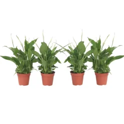 PLANT IN A BOX - Fleur de lune - set de 4 - spathiphyllum 'torelli' - hauteur 30-45cm - ⌀12cm
