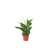 PLANT IN A BOX - Fleur de lune - spathiphyllum 'torelli' - hauteur 30-45cm - ⌀12cm