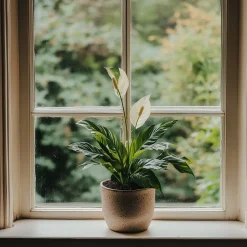 PLANT IN A BOX - Fleur de lune - spathiphyllum 'torelli' - hauteur 30-45cm - ⌀12cm