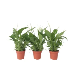 PLANT IN A BOX - Fleur de lune - set de 3 - spathiphyllum 'torelli' - hauteur 30-45cm - ⌀12cm
