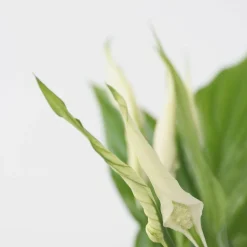 PLANT IN A BOX - Fleur de lune - set de 2 - spathiphyllum 'torelli' - hauteur 30-45cm - ⌀12cm