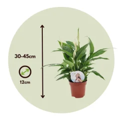 PLANT IN A BOX - Fleur de lune - set de 2 - spathiphyllum 'torelli' - hauteur 30-45cm - ⌀12cm