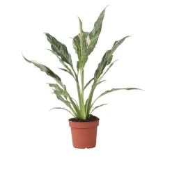 PLANT IN A BOX - Fleur de lune - spathiphyllum 'diamond' - hauteur 40-50cm - ⌀12cm