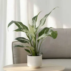 PLANT IN A BOX - Fleur de lune - spathiphyllum 'diamond' - hauteur 40-50cm - ⌀12cm