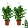 PLANT IN A BOX - Fleur de lune - set de 2 - spathiphyllum 'lima' - hauteur 60-75cm - ⌀17cm