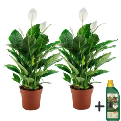 PLANT IN A BOX - Fleur de lune - set de 2 - spathiphyllum 'lima' - hauteur 60-75cm - ⌀17cm