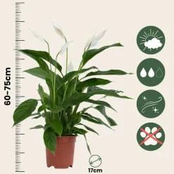PLANT IN A BOX - Fleur de lune - set de 2 - spathiphyllum 'lima' - hauteur 60-75cm - ⌀17cm