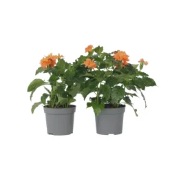 PLANT IN A BOX - Fleur du feu - set de 4 - crossandra 'fortuna' - hauteur 20-30cm - ⌀13cm
