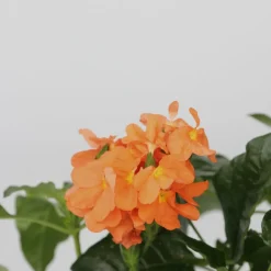 PLANT IN A BOX - Fleur du feu - set de 4 - crossandra 'fortuna' - hauteur 20-30cm - ⌀13cm