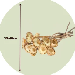 PLANT IN A BOX - Fleurs séchées - set de 10 - bouquet 'protea compacta'