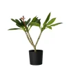 PLANT IN A BOX - Frangipanier hawaii - plumeria rubra 'blanc' - hauteur 55-70cm - ⌀17cm