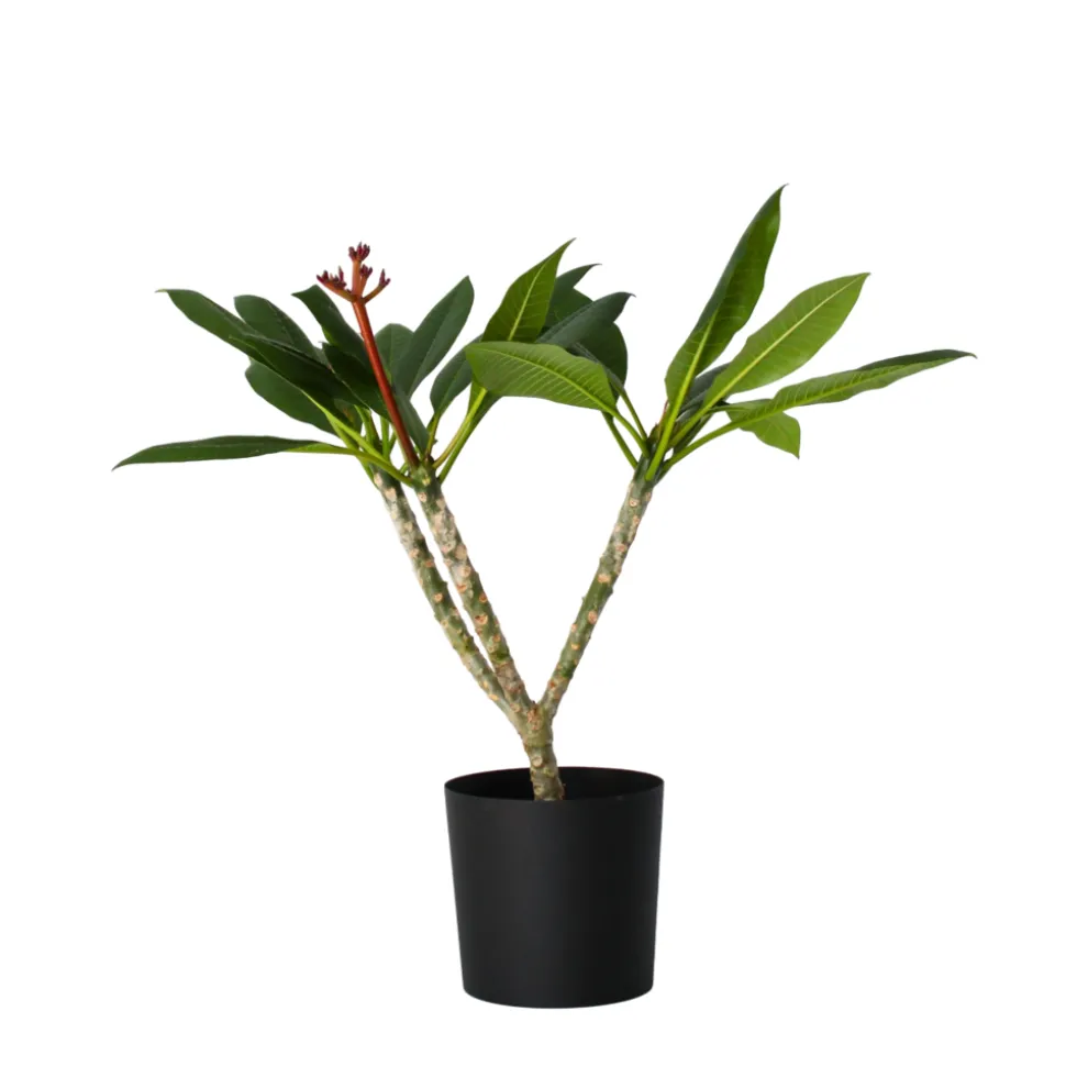 PLANT IN A BOX - Frangipanier hawaii - plumeria rubra 'blanc' - hauteur 55-70cm - ⌀17cm