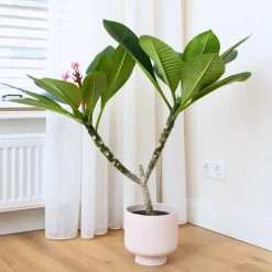 PLANT IN A BOX - Frangipanier hawaii - plumeria rubra 'blanc' - hauteur 55-70cm - ⌀17cm