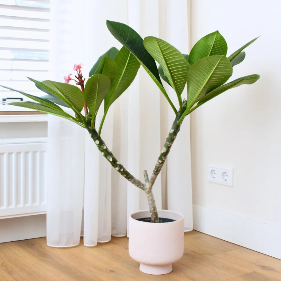 PLANT IN A BOX - Frangipanier hawaii - plumeria rubra 'blanc' - hauteur 55-70cm - ⌀17cm