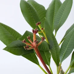 PLANT IN A BOX - Frangipanier hawaii - plumeria rubra 'blanc' - hauteur 55-70cm - ⌀17cm