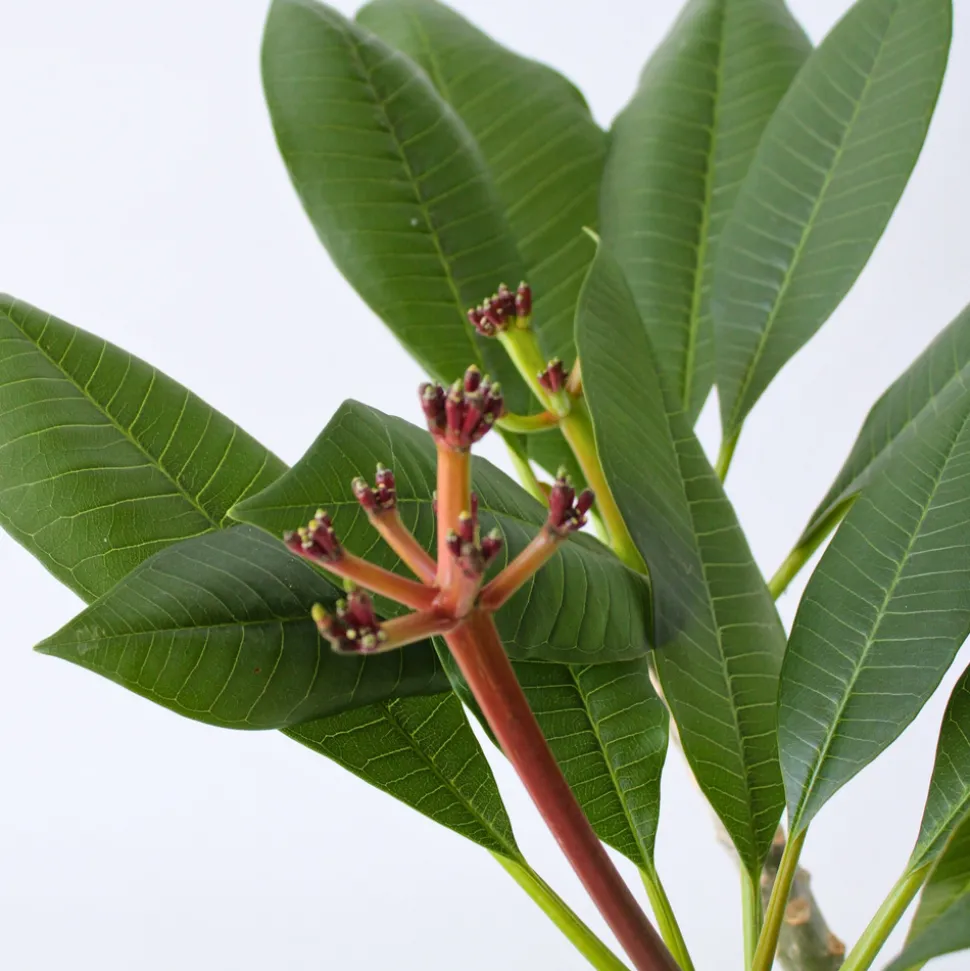 PLANT IN A BOX - Frangipanier hawaii - plumeria rubra 'blanc' - hauteur 55-70cm - ⌀17cm