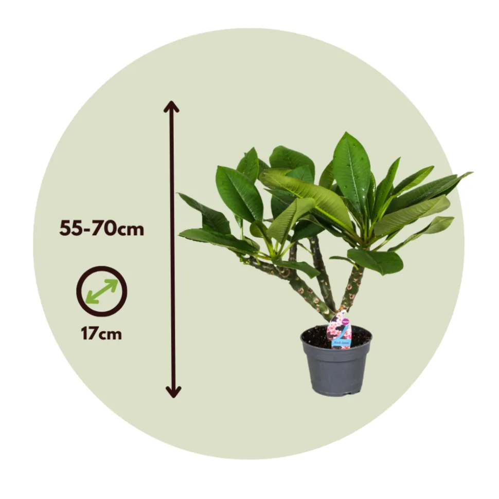 PLANT IN A BOX - Frangipanier hawaii - plumeria rubra 'blanc' - hauteur 55-70cm - ⌀17cm