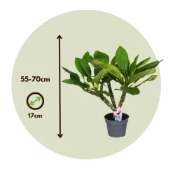 PLANT IN A BOX - Frangipanier hawaii - plumeria rubra 'blanc' - hauteur 55-70cm - ⌀17cm