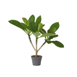 PLANT IN A BOX - Frangipanier - plumeria rubra 'hawaii' - hauteur 45-55cm - ⌀17cm