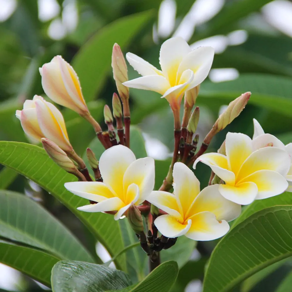 PLANT IN A BOX - Frangipanier - plumeria rubra 'hawaii' - hauteur 45-55cm - ⌀17cm