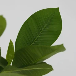 PLANT IN A BOX - Frangipanier - plumeria rubra 'hawaii' - hauteur 45-55cm - ⌀17cm