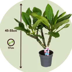PLANT IN A BOX - Frangipanier - plumeria rubra 'hawaii' - hauteur 45-55cm - ⌀17cm