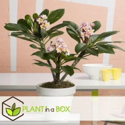 PLANT IN A BOX - Frangipanier - plumeria rubra 'hawaii' - hauteur 45-55cm - ⌀17cm