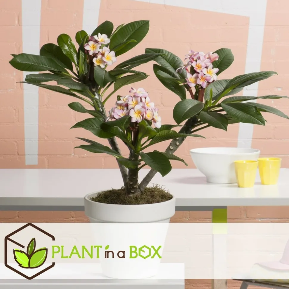 PLANT IN A BOX - Frangipanier - plumeria rubra 'hawaii' - hauteur 45-55cm - ⌀17cm