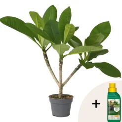 PLANT IN A BOX - Frangipanier + engrais végétal - plumeria rubra 'hawaii' - h45-55cm - ⌀17cm