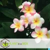 PLANT IN A BOX - Frangipanier hawaii - plumeria rubra 'rose' - hauteur 55-70cm - ⌀17cm