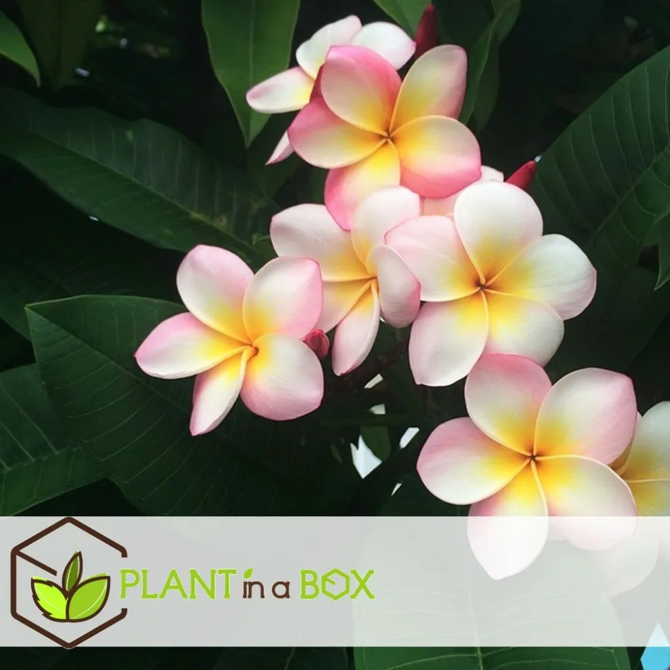 PLANT IN A BOX - Frangipanier hawaii - plumeria rubra 'rose' - hauteur 55-70cm - ⌀17cm