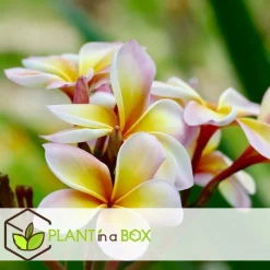 PLANT IN A BOX - Frangipanier hawaii - plumeria rubra 'rose' - hauteur 55-70cm - ⌀17cm