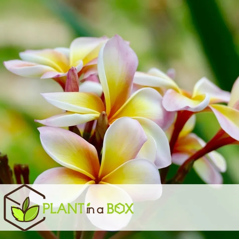 PLANT IN A BOX - Frangipanier hawaii - plumeria rubra 'rose' - hauteur 55-70cm - ⌀17cm